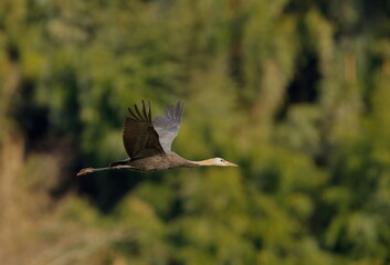 ゆったりと飛翔するナベヅルの幼鳥