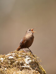 きれいな声でさえずる小鳥ミソサザイ