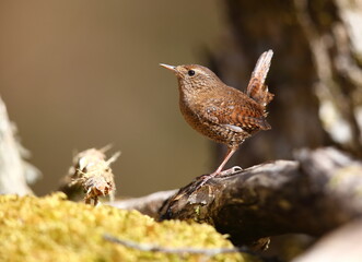 きれいな声でさえずる小鳥ミソサザイ