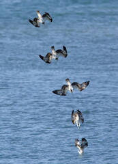 魚を狙って海に飛び込むミサゴ