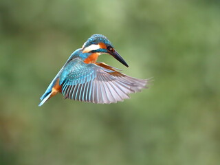 魚を狙って上空でホバリングするカワセミ