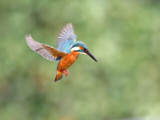魚を狙って上空でホバリングするカワセミ
