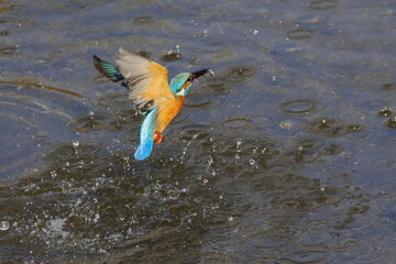 魚を獲り離水するカワセミ