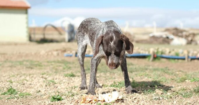 A Hungry and homeless stray female dog eats food on the farm.