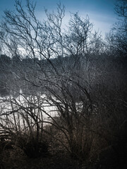 Desaturated winter forest landscape with bare trees and bushes at the water's edge of the pond