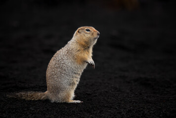 Naklejka na ściany i meble The American long-tailed ground squirrel, the largest on earth. An adorable ground squirrel with yellow-orange fur, close-up, stands on the volcanic sand. Black background. Profile view. Loads.