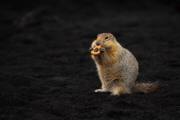 The American or Beringian ground squirrel (gopher) is the largest long-tailed on Earth. The gopher...