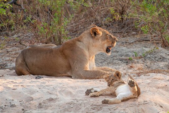 One month old lion cub playing in the sand
