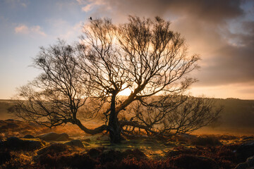 The landscape of England, a sunrise over a tree with a bird