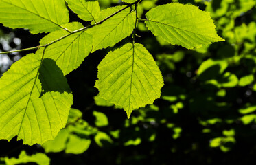 Green leaf. Detail of leaves on a tree.