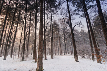 snow covered trees