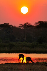 Sunset on safari