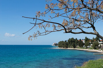 Branches of tree Melia azedarach known as chinaberry tree and magnificent view on Adriatic sea shore and beaches in Zadar, Croatia