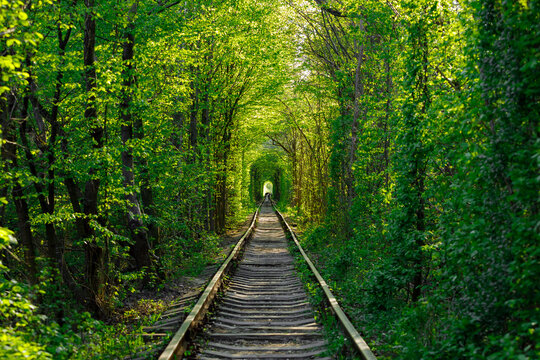 Fototapeta a railway in the spring forest tunnel of love