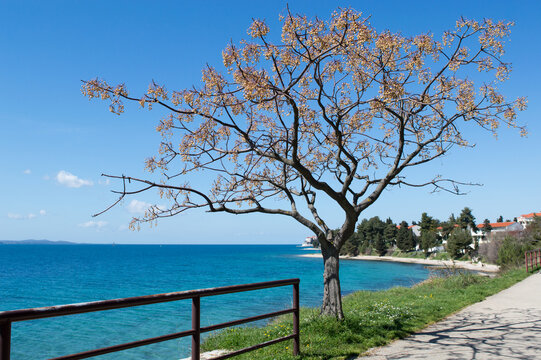 Adriatic sea shore and promenade in Zadar with beautiful tree Melia azedarach, known as chinaberry tree with lot of fruits, drupes