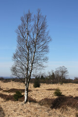 landschaft hohes venn
