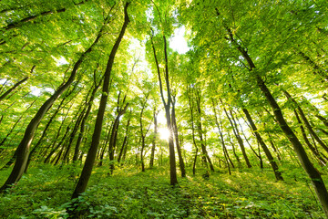 Fototapeta na wymiar spring forest trees. nature green wood sunlight backgrounds