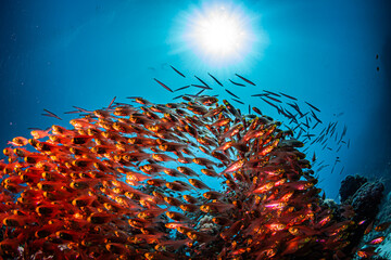 Fototapeta na wymiar Fahnenbarsche im Schwarm über Korallen vor blauem Hintergrund
