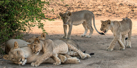 Adorable lion cubs and lioness  - obrazy, fototapety, plakaty