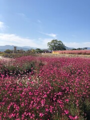 flowers in the field