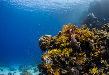 Fototapeta na wymiar Taucher im Korallenriff mit blauem Hintergrund
