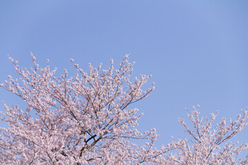 青空と桜