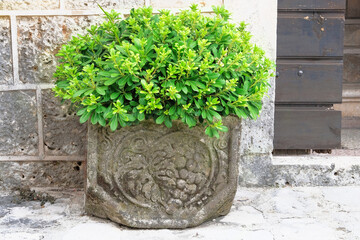 Potted plant with fresh juicy leaves in patio. Pot with bush of green plant for landscape design. Container gardening. Sunny day.