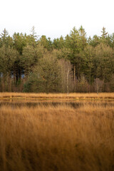 Landscape of forrest with lake.