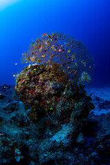 Fototapeta na wymiar Koralle auf Felsen in 50 Meter Tiefe