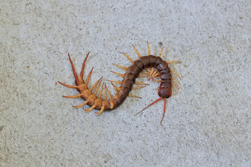 The centipede lies dead on the cement floor.