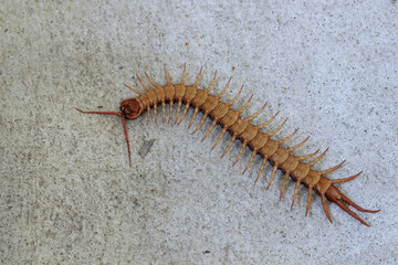 The centipede lies dead on the cement floor.
