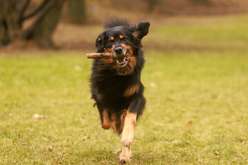 Obraz na płótnie Canvas male dog hovawart gold and black happily fetching a piece of stick