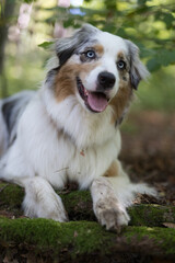 Australian Shepherd sheepdog lying on te ground