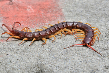 The centipede lies dead on the cement floor.