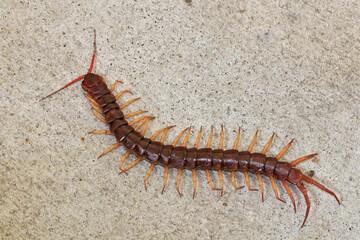 The centipede lies dead on the cement floor.