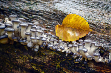 Hat of oyster mushroom and yellow autumn leaf on wet tree bark