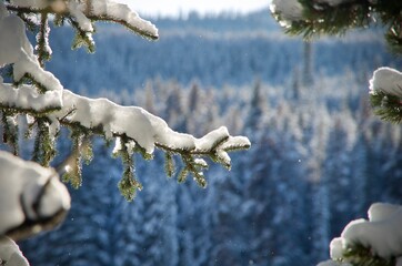Neige en for&ecirc;l