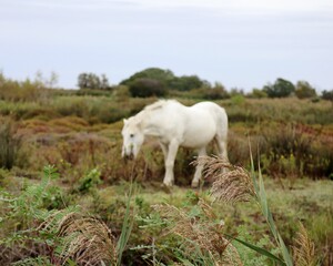 Obraz premium white horse in the field