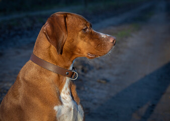 Dog. Winter at the Uffelter es Uffelte Drente Netherlands.