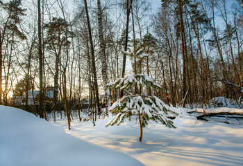 Small spruce with snow on иктсруы шт sunset in Moscow ( Moscow Oblast)