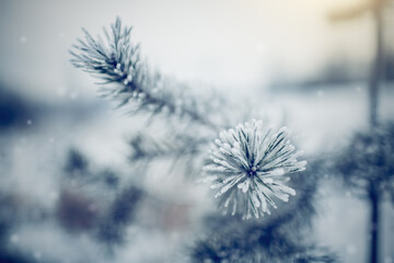 Branches of pine tree in frost and snow in the winter.