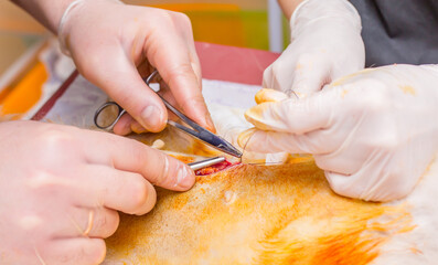 Veterinary clinic, a surgeon doctor performs an operation to remove pyometra from a Pekingese dog....