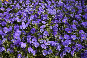 Obraz premium mixed colors of pansies in garden