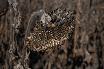 Large dried Sunflower in the field, close-up. Drought and agricultural crops. Ripe sunflower seeds.