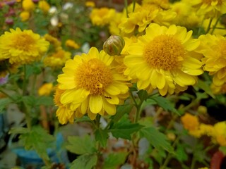 Beautiful Yellow Dahlia flower