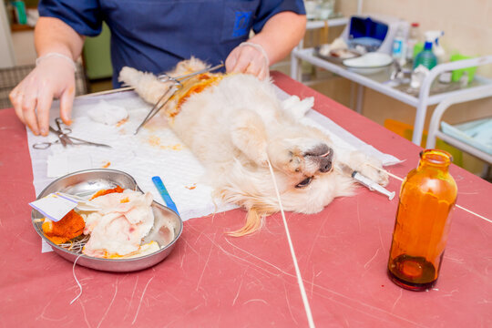 Veterinary clinic, a surgeon doctor performs an operation to remove pyometra from a Pekingese dog. Sterilization of animals. Closeup emergency surgery. Treatment and rescue animals.