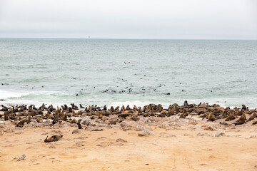 Cape fur seal colony at Cape Cross, Skeleton Coast, Namibia
