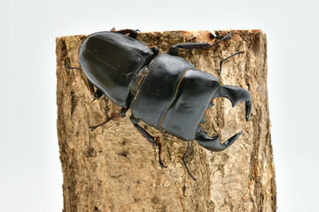 ダイオウヒラタクワガタ
