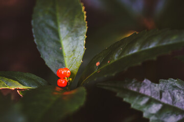 Senryo, Japanese New Year's decorations for good luck