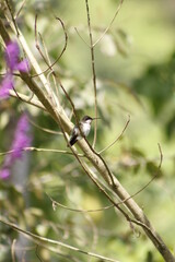 bird on a branch